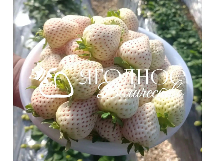 Китайская клубника  shi №8, Ангел №8 , 12, саженцы