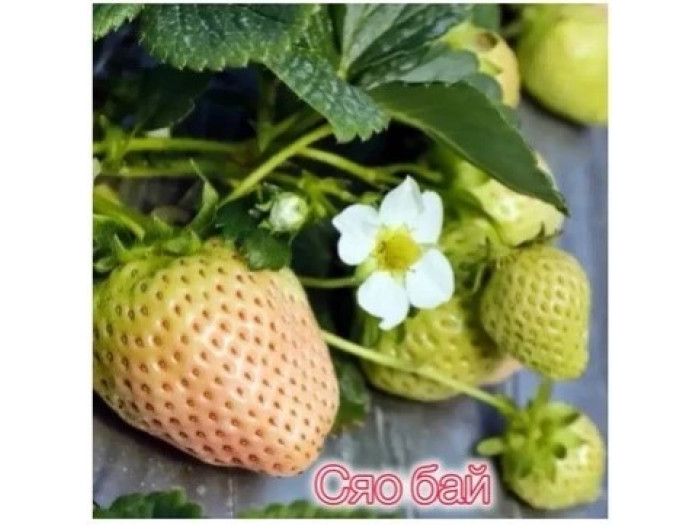 Клубника китайская xiao bai Сяо бай 47 саженцы