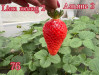 Клубника китайская альянс 2 -76 саженцы