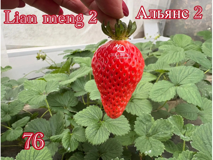 Клубника китайская альянс 2 -76 саженцы
