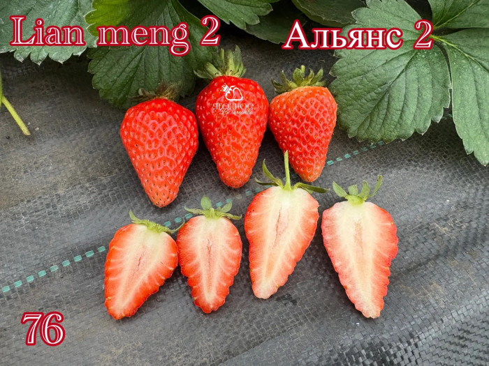 Клубника китайская альянс 2 -76 саженцы