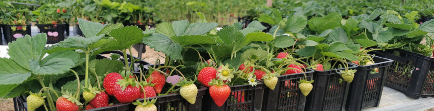 Ремонтанная