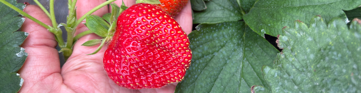 Очень сладкие