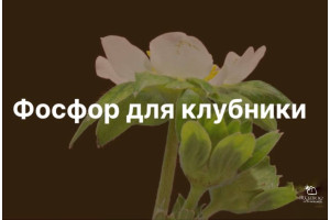 Фосфор! Без него не цветет!