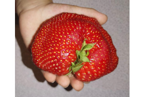 Гигантские сорта