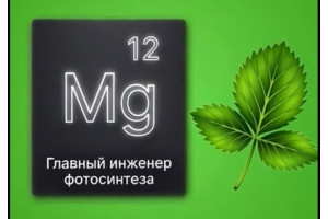 Магний! Сердце хролофила!