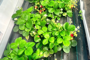 Правильная посадка клубники