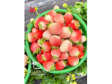Китайская клубника Fen yu Розовый нефрит 14 , саженцы