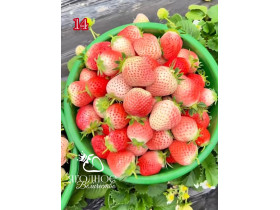 Китайская клубника Fen yu Розовый нефрит 14 , саженцы