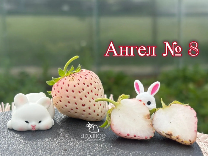 Китайская клубника  shi №8, Ангел №8 , 12, саженцы