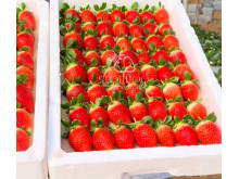 Китайская клубника Zi jin liu liu - Цзы Цзин Лю Лю 16 , саженцы