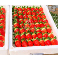 Китайская клубника Zi jin liu liu - Цзы Цзин Лю Лю 16 , саженцы
