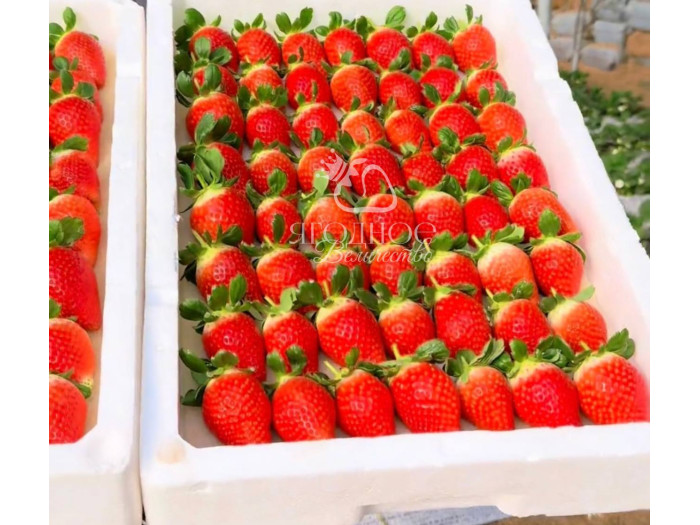 Китайская клубника chu lian Zi jin liu liu - Цзы Цзин Лю Лю 16  , саженцы