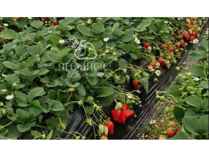 Китайская клубника Zhong mei xiang yu - Джунмэй Саньюй /Ароматный нефрит/ 17  , саженцы