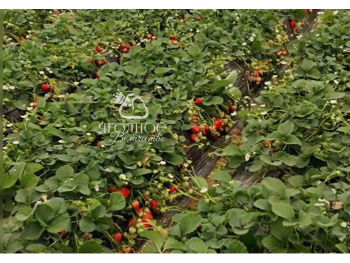 Китайская клубника Zhong mei xiang yu - Джунмэй Саньюй /Ароматный нефрит/ 17  , саженцы