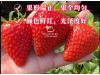 Китайская клубника Zhong mei xiang yu - Джунмэй Саньюй /Ароматный нефрит/ 17  , саженцы