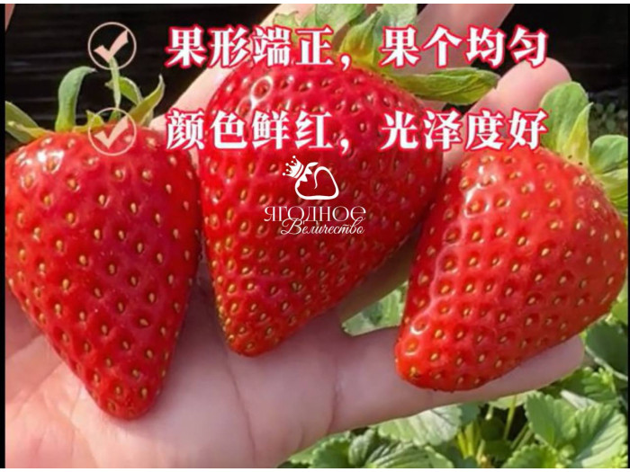 Китайская клубника Zhong mei xiang yu - Джунмэй Саньюй /Ароматный нефрит/ 17  , саженцы