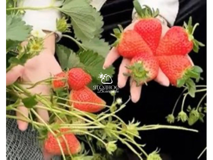 Китайская клубника Zhong mei xiang yu - Джунмэй Саньюй /Ароматный нефрит/ 17  , саженцы