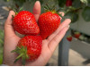 Китайская клубника Zhong mei xiang yu - Джунмэй Саньюй /Ароматный нефрит/ 17  , саженцы