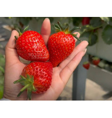 Китайская клубника zhong mei xiang yu - Джунмэй Саньюй /Ароматный нефрит/ 17 , саженцы