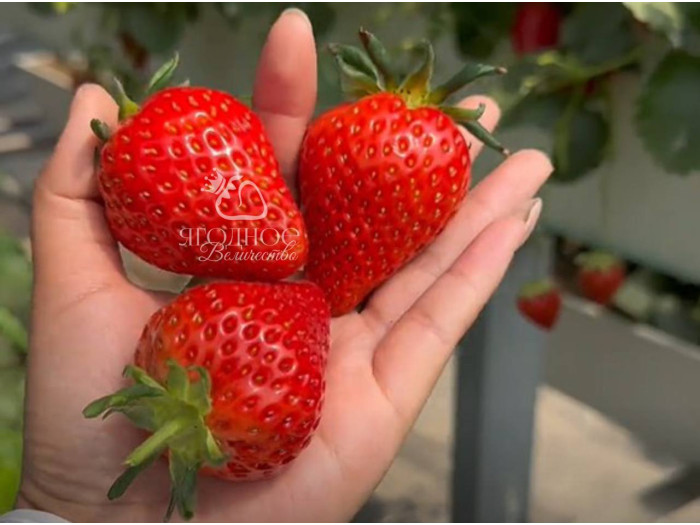 Китайская клубника Zhong mei xiang yu - Джунмэй Саньюй /Ароматный нефрит/ 17  , саженцы