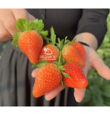 Китайская клубника zhong mei hua yue, Джунмей Хуанюй, 18, саженцы