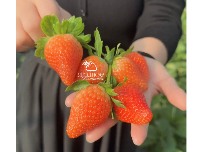 Китайская клубника zhong mei hua yue, Джунмей Хуанюй, 18, саженцы