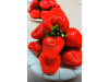 Китайская клубника Yue xiu - Юэсю, 19 , саженцы