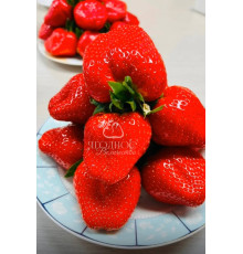 Китайская клубника Yue xiu - Юэсю, 19 , саженцы