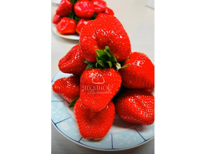 Китайская клубника Yue xiu - Юэсю, 19 , саженцы