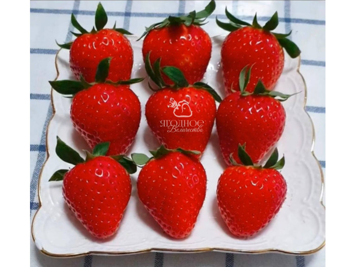 Китайская клубника Yue xiu - Юэсю, 19 , саженцы