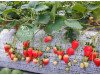 Китайская клубника Yue xiu - Юэсю, 19 , саженцы
