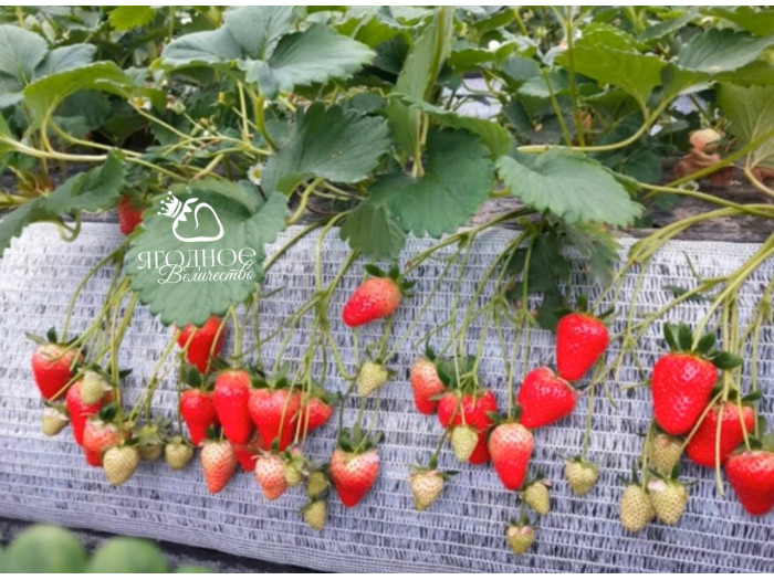 Китайская клубника Yue xiu - Юэсю, 19 , саженцы