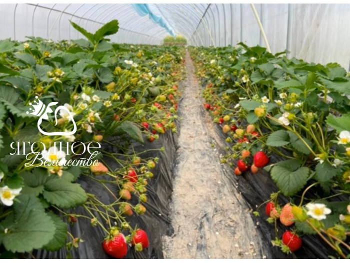 Китайская клубника Yue xiu - Юэсю, 19 , саженцы