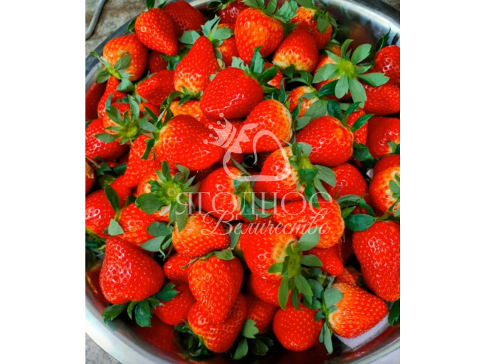 Китайская клубника Yue xiu - Юэсю, 19 , саженцы