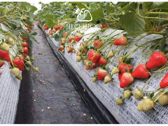 Китайская клубника Yue xiu - Юэсю, 19 , саженцы