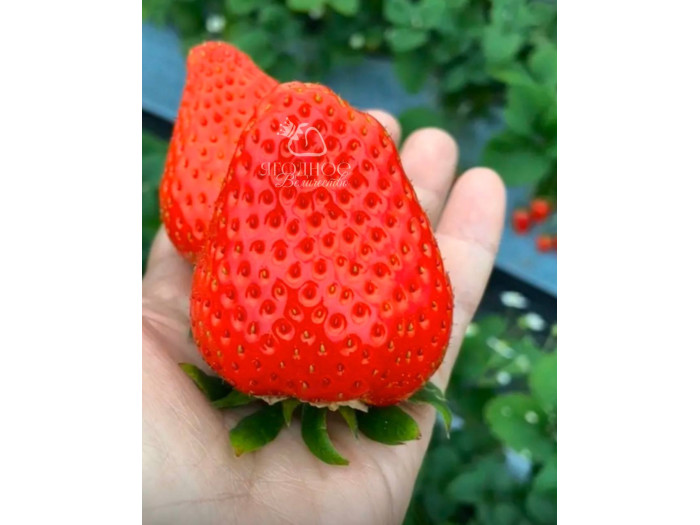 Китайская клубника Yue xiu - Юэсю, 19 , саженцы