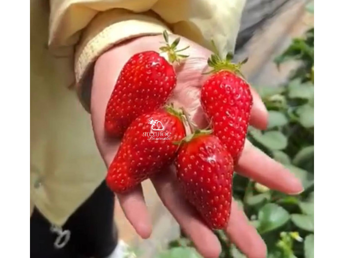 Китайская клубника Xue qin xiang -Сюань юй, 20 , саженцы