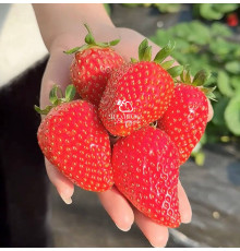 Китайская клубника Xue qin xiang -Сюань юй, 20 , саженцы
