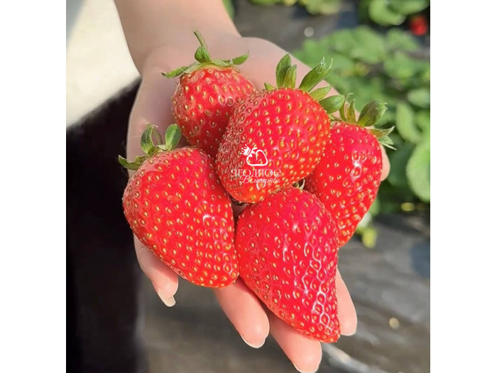 Китайская клубника Xue qin xiang -Сюань юй, 20 , саженцы