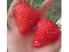 Клубника китайская  qing qi hong yan - Цин ци Хонг ян, 23, саженцы