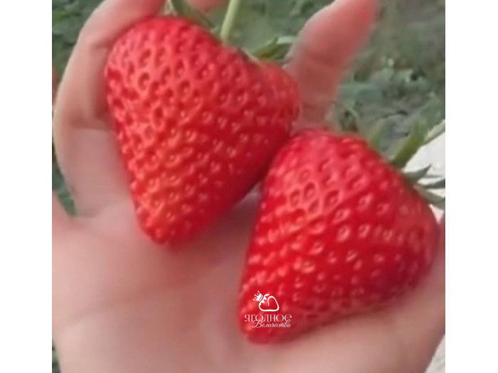 Клубника китайская  qing qi hong yan - Цин ци Хонг ян, 23, саженцы