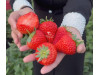 Клубника китайская  qing qi hong yan - Цин ци Хонг ян, 23, саженцы