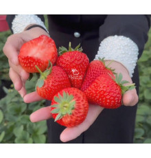 Клубника китайская  qing qi hong yan - Цин ци Хонг ян, 23, саженцы