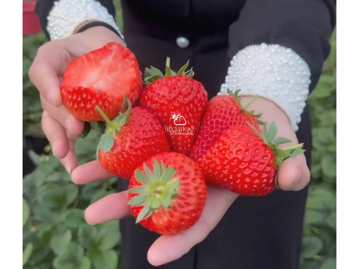 Клубника китайская  qing qi hong yan - Цин ци Хонг ян, 23, саженцы