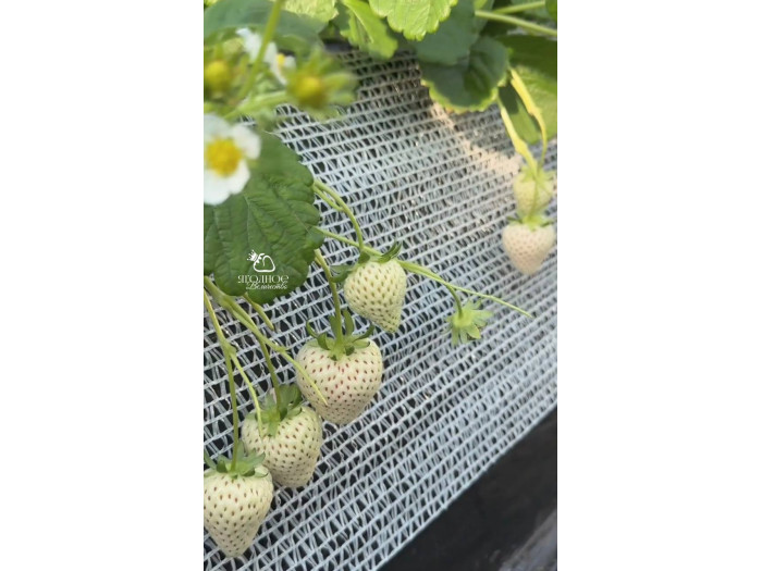 Китайская клубника Qian xue, Цзян сюэ, 24 , саженцы