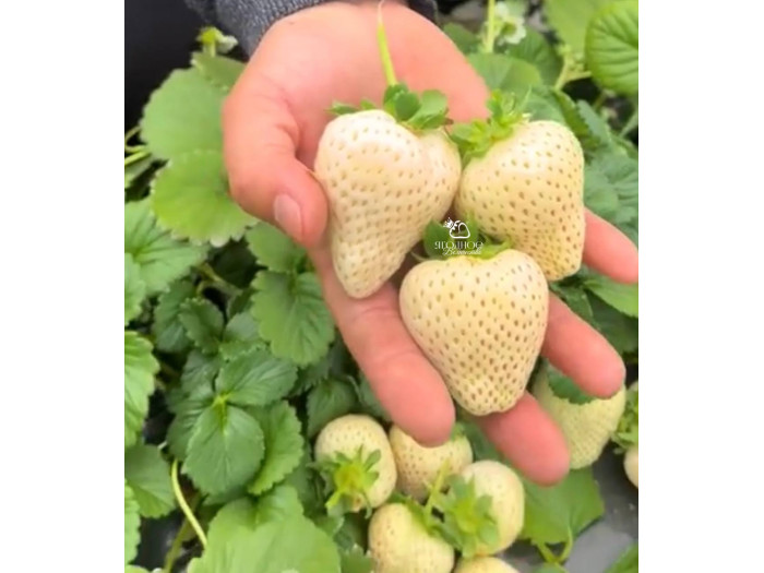 Китайская клубника Qian xue, Цзян сюэ, 24 , саженцы