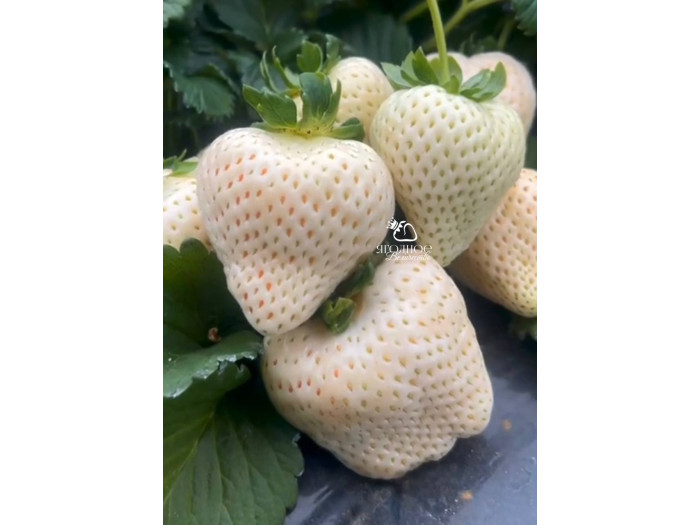 Китайская клубника Qian xue, Цзян сюэ, 24 , саженцы