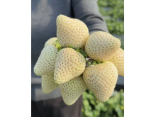 Китайская клубника Qian xue, Цзян сюэ, 24 , саженцы