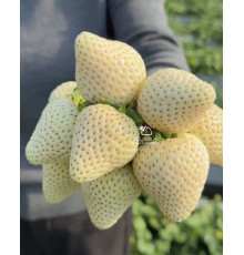 Китайская клубника Qian xue, Цзян сюэ, 24 , саженцы